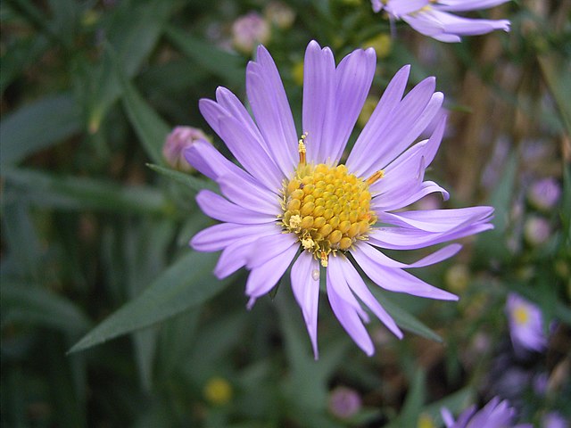 Photo d'Aster des jardins
